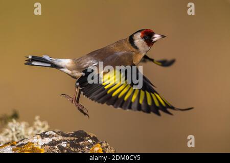 Putter; Eurasian Goldfinch Stockfoto