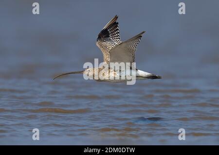 Oostelijke Wulp in de Vlucht; Eurasian Curlew im Flug Stockfoto