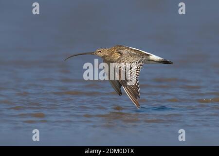 Oostelijke Wulp in de Vlucht; Eurasian Curlew im Flug Stockfoto