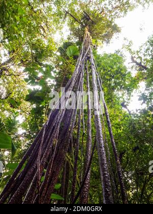 Impressionen aus dem Regenwald Costa Ricas besonders aus dem Nebelwald von Santa Elena. Stockfoto