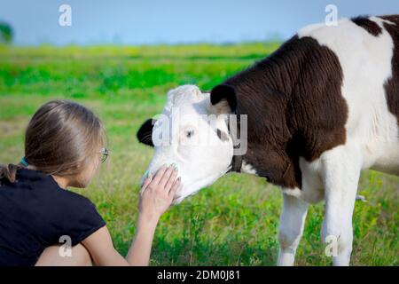 Ein junges Kalb leckt die Hand des Mädchens. Freundschaft zwischen einem Tier und einem Kind. Stockfoto