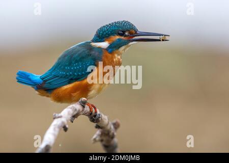 Goudsbloem zittend op een Tak met prooi in de snavel ; gemeinsame Eisvogel mit Beute in seinem Schnabel gehockt Stockfoto