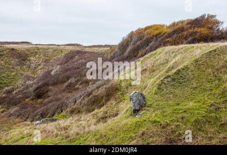 Im American Camp National Historical Park, San Juan Island, Washington, USA, fegt ein Dickicht kleiner Bäume einen Hügel hinauf. Stockfoto