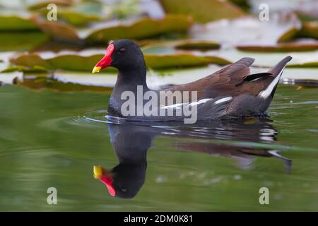 Waterhoen ; gemeinsame Moorhuhn Stockfoto