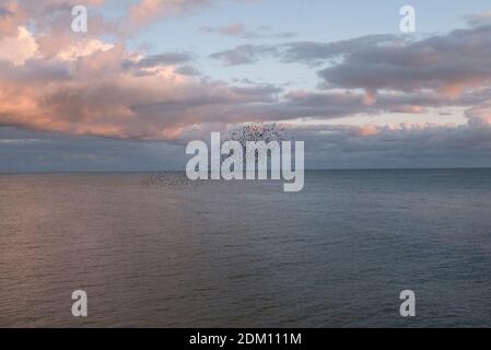 Eine Muraration von Staren gegen EINEN Pink Evening Sky vor der Küste in Brighton, East Sussex, Großbritannien Stockfoto