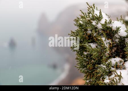 Wacholderzweige und Zapfen unter Schnee und Eis, an bewölkten verschneiten Tagen. Juniperus chinensis. Winterzeit. wacholderbeeren unter Schnee. Das Konzept von Stockfoto