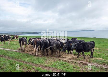 Holstein-Milchkühe werden in einem Clifftop-Feld mit Silage gefüttert Stockfoto