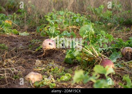 Verlassene schweden auf dem Feld ohne Landarbeiter Stockfoto