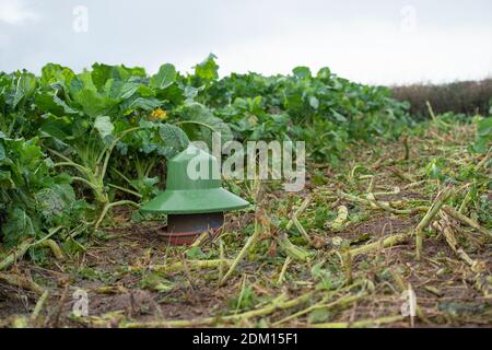 Fasanenfütterung auf einem Schießstand Stockfoto