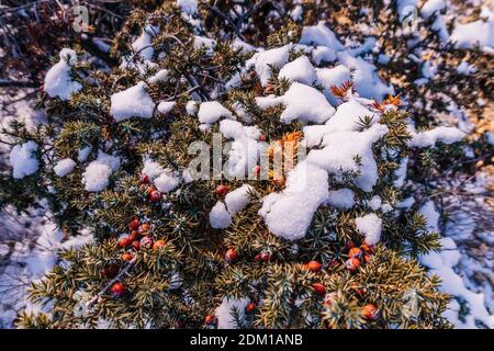 Wacholderzweige und Zapfen unter Schnee und Eis, beleuchtet durch Sonnenlicht. Juniperus oxycedrus. Winterzeit. wacholderbeeren unter Schnee. Das Konzept von Stockfoto