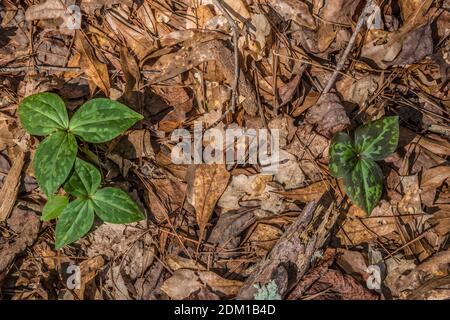 Blick hinunter auf ein paar kleine wilde trilliums, die entstanden Auf dem Waldboden voller verfallender Blätter und Stöcke Die an einem hellen sonnigen Tag gefallen sind Stockfoto