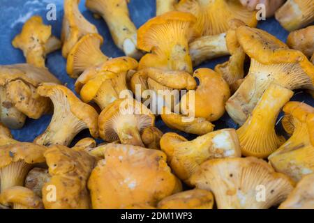 Echter Pfifferling, Pfifferling, Pfifferlinge, Eierschwamm, Eierwämmchen, Pilznte, Pilzpfanne, Pilzgericht, Cantharellus cibarius, Chanterelle, g Stockfoto