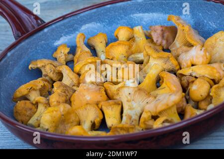 Echter Pfifferling, Pfifferling, Pfifferlinge, Eierschwamm, Eierwämmchen, Pilznte, Pilzpfanne, Pilzgericht, Cantharellus cibarius, Chanterelle, g Stockfoto