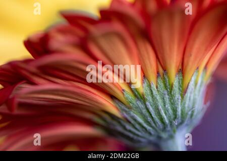 Makro, Nahaufnahme einer Gerbera Daisy, Asteraceae, Gerbera jamesonii Stockfoto