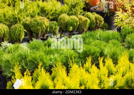 Nahaufnahme Sortiment von evegreen Pflanzen zum Verkauf Stockfoto