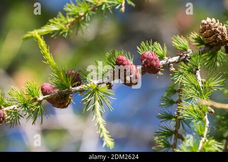 Lärche, Lärchenzapfen, Lärchen-Zapfen, Zapfen, Zapfenharz, harzige junge Zapfen, Harz, Zapfen-Harz, Europäische Lärche, Larix decidua, Europäische Lärche, Stockfoto