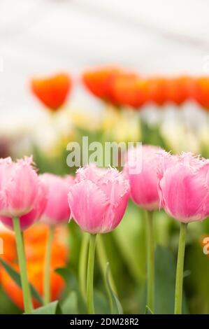 Tulipa ‘Cacharel’ in Blüte Stockfoto
