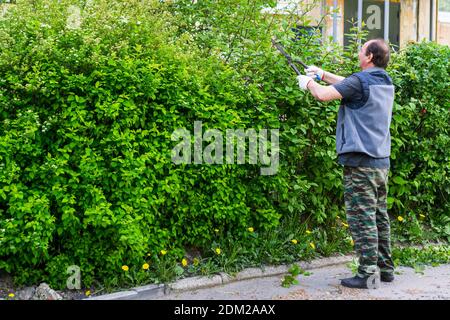 Mann schneidet grüne Hecke Stockfoto