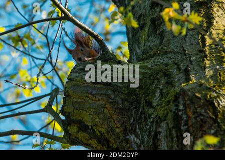 Ein kleines Eichhörnchen versteckt sich in einem Baum Stockfoto