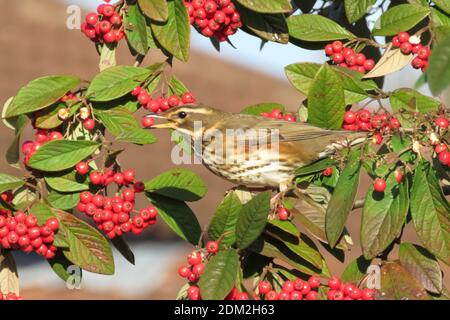 Redwing feasting on Cotoneaster berries in Winter Stock Photo