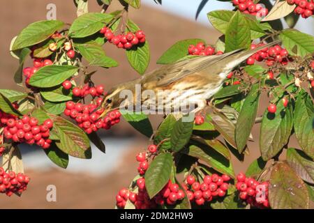 Redwing feasting on Cotoneaster berries in Winter Stock Photo