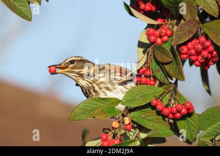 Redwing feasting on Cotoneaster berries in Winter Stock Photo