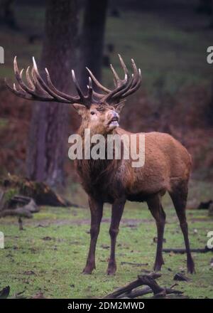 Münsterland, NRW, Deutschland. Dezember 2020. Ein beeindruckender Rothirsch (Cervus elaphus, Männchen) streift in seinem warmen Winterfell im frostigen Wald des Granat Nature Reserve im Münsterland. Das Wetter wird im Dezember sonniger und mild. Kredit: Imageplotter/Alamy Live Nachrichten Stockfoto