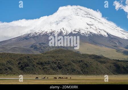 Der schneebedeckte Vulkan Cotopaxi mit wilden Pferden im Vordergrund. Cotopaxi Nationalpark in den ecuadorianischen Anden. Stockfoto