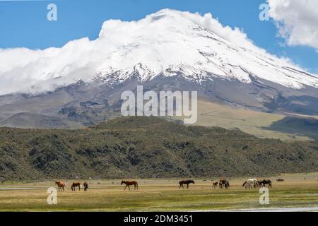 Der schneebedeckte Vulkan Cotopaxi mit wilden Pferden im Vordergrund. Cotopaxi Nationalpark in den ecuadorianischen Anden. Stockfoto