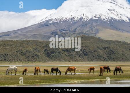 Der schneebedeckte Vulkan Cotopaxi mit wilden Pferden im Vordergrund. Cotopaxi Nationalpark in den ecuadorianischen Anden. Stockfoto