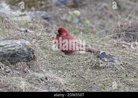 Große Rosefinch (Carpodacus rubicilla) erwachsenen Männchen auf grasbewachsenen Hang Georgia Mai Stockfoto