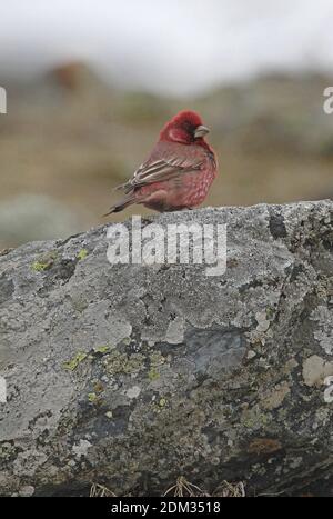 Großer Rosefinch (Carpodacus rubicilla) Männchen auf Felsen gehockt Georgia Mai Stockfoto