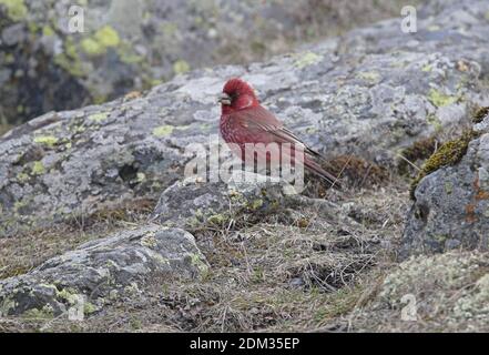 Großer Rosefinch (Carpodacus rubicilla) Männchen auf Felsen gehockt Georgia Mai Stockfoto