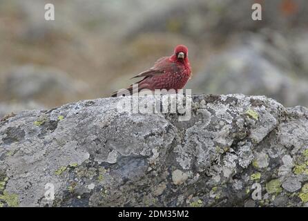 Great Rosefinch (Carpodacus rubicilla) adult male perched on rock in the rain  Georgia               May Stock Photo