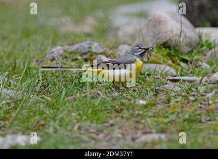 Grey Wagtail (Motacilla cinerea) male on short grass with insect in bill  Georgia              May Stock Photo