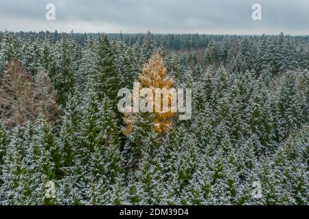 Der Fremde - verschneiten Winter an den grünen Baumkronen, aber ein breitblättriger Baum ist ein orangefarbener - eingebettet in eine saisonale Landschaft Stockfoto