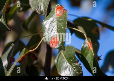 Äste Blätter und Birnenfrüchte, die von orangenen rostigen Flecken und hornförmigen Wucherungen mit Sporen des Pilzes Gymnosporangium sabinae in einem menschlichen Hausgarten betroffen sind. Birnenblätter mit Birnenrostbefall. Stockfoto