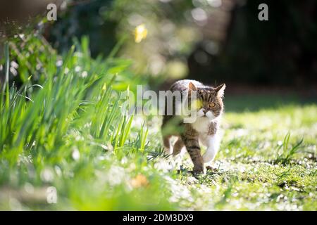 Nette gestromte weiße britische Kurzhaarkatze, die auf grünem Gras im Sonnenlicht läuft. Ein Auge bedeckt von Blüte Stockfoto