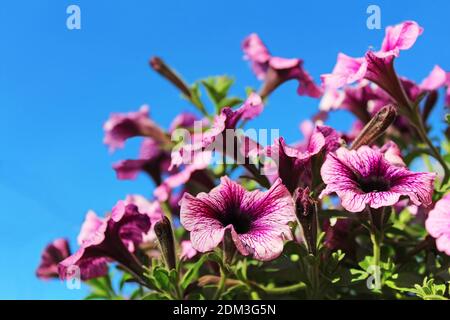 Lila Petunia blüht im Frühling über blauem Himmel Stockfoto