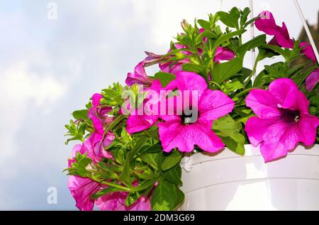 Rosa Petunia blüht im Frühling über dem blauen Himmel Stockfoto