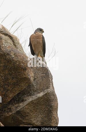 Levant Sparrowhawk (Accipiter brevipes) Männchen thront auf Felsen Armenien Mai Stockfoto