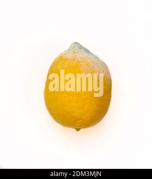 Rotten, spoiled lemon isolated on white background Stock Photo
