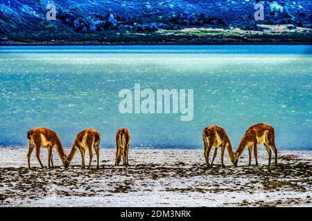 Guanacos Wild Lamas Essen Salz Atacama Salar Salz Wohnungen Chaxa Nationalpark Lagune Torres del Paine Patagonien Chile Stockfoto