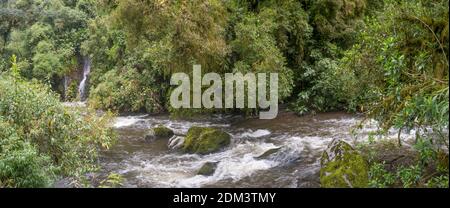 anden, anden, Kaskade, Klippe, Nebelwald, cotopaxi, ecuador, Wald, frisch, Schlucht, grün, Grün, feucht, Dschungel, üppig, Moos, Berg, natürlich, na Stockfoto