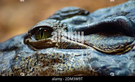 Krokodil-Auge Stockfoto