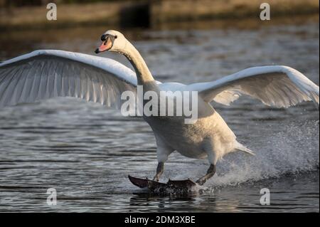 Stumme Schwan Landung im Wasser mit einem Spritzer Stockfoto