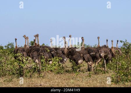 Große Gruppe Herde von 17 gemeinsamen Strauß (Struthio camelus) Hennen stehen zusammen Münder offen scheinen zu reden im Kruger Nationalpark, Sout Stockfoto