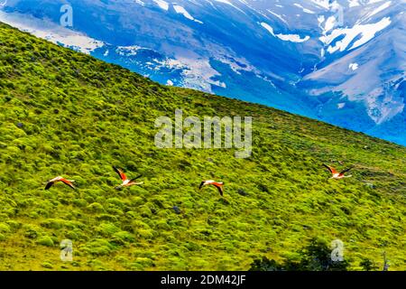 Rosa Chilenische Flamingos Flying Mountains Grüne Hügel Los Flamengos National Reserve Torres del Paine Nationalpark Patagonien Chile Stockfoto