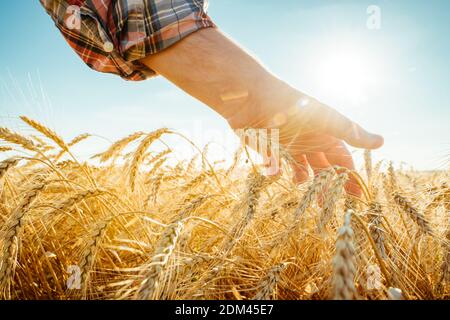 Die Hand berührt die Ohren der Gerste. Landwirt in einem Weizenfeld. Umfassendes Erntekonzept Stockfoto