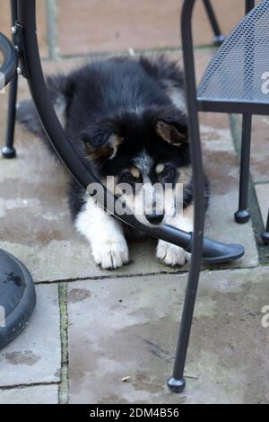 Archie a Border Collie (canis lupus) Welpen 11 Wochen alt legte sich unter einen Terrassentisch Stockfoto